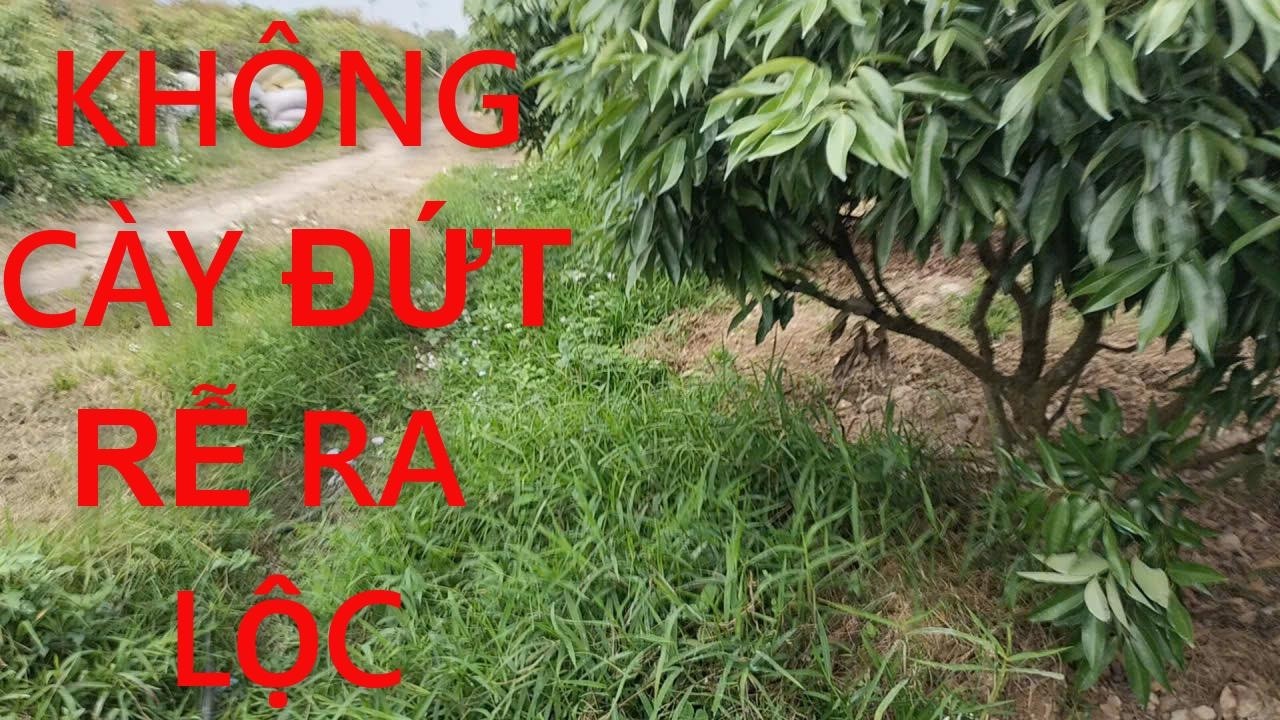 Bị ức chế cây vải mới ra hoa, nhưng minh chứng rõ ràng thực tế nhất.