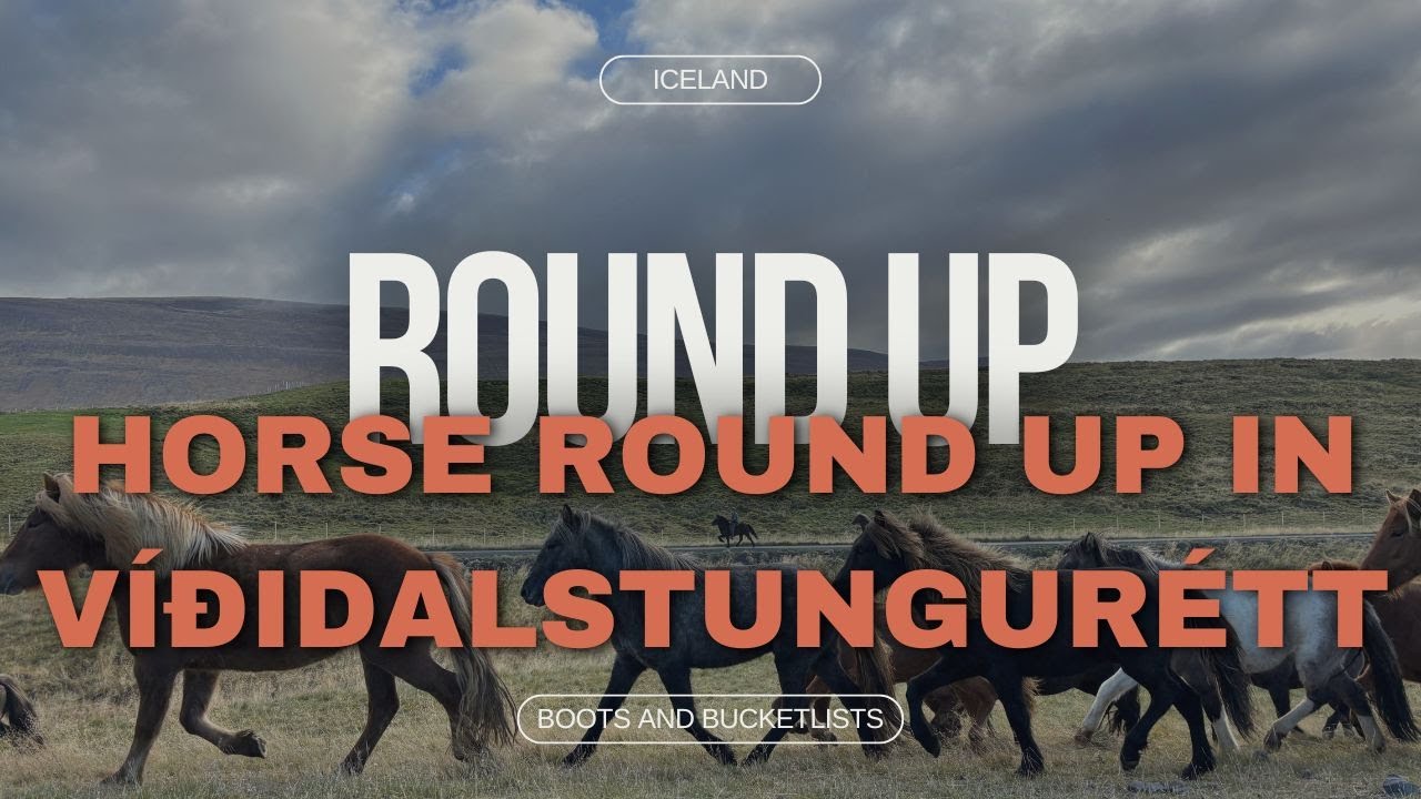 Horse Round Up in Víðidalstungurétt: Day 4 Round Up | Horse Riding in Iceland with Íslandshestar