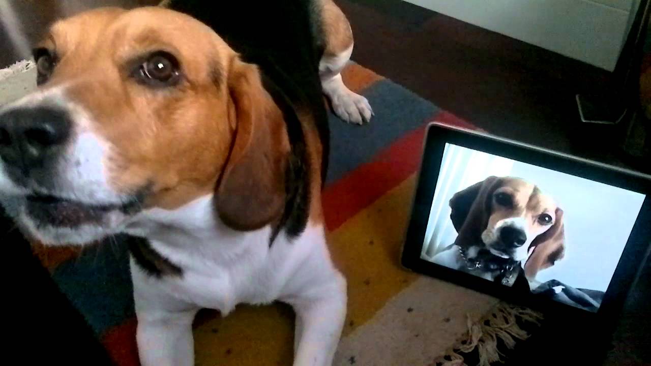 Lapo & Skype