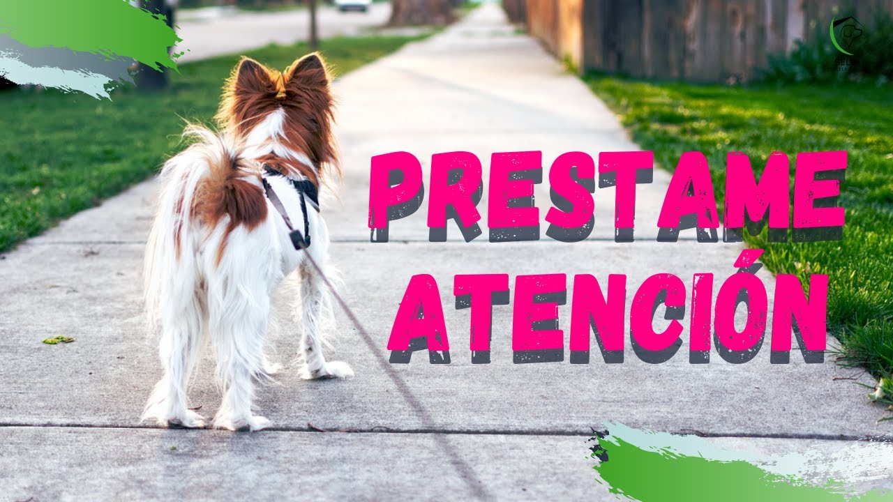 Mi PERRO NO me PRESTA ATENCIÓN 😱 3 TRUCOS para solucionarlo FÁCIL🔥