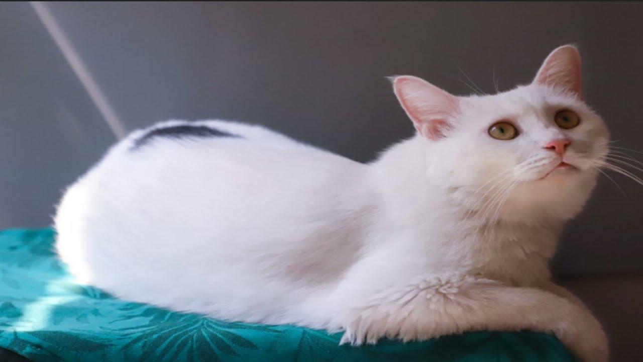 Colorpoint Shorthair cat Compilation and Mix