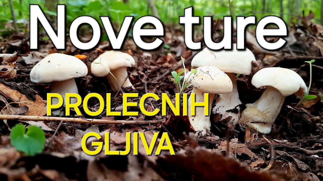 Nove ture prolecnih gljiva! U EPIZODI 