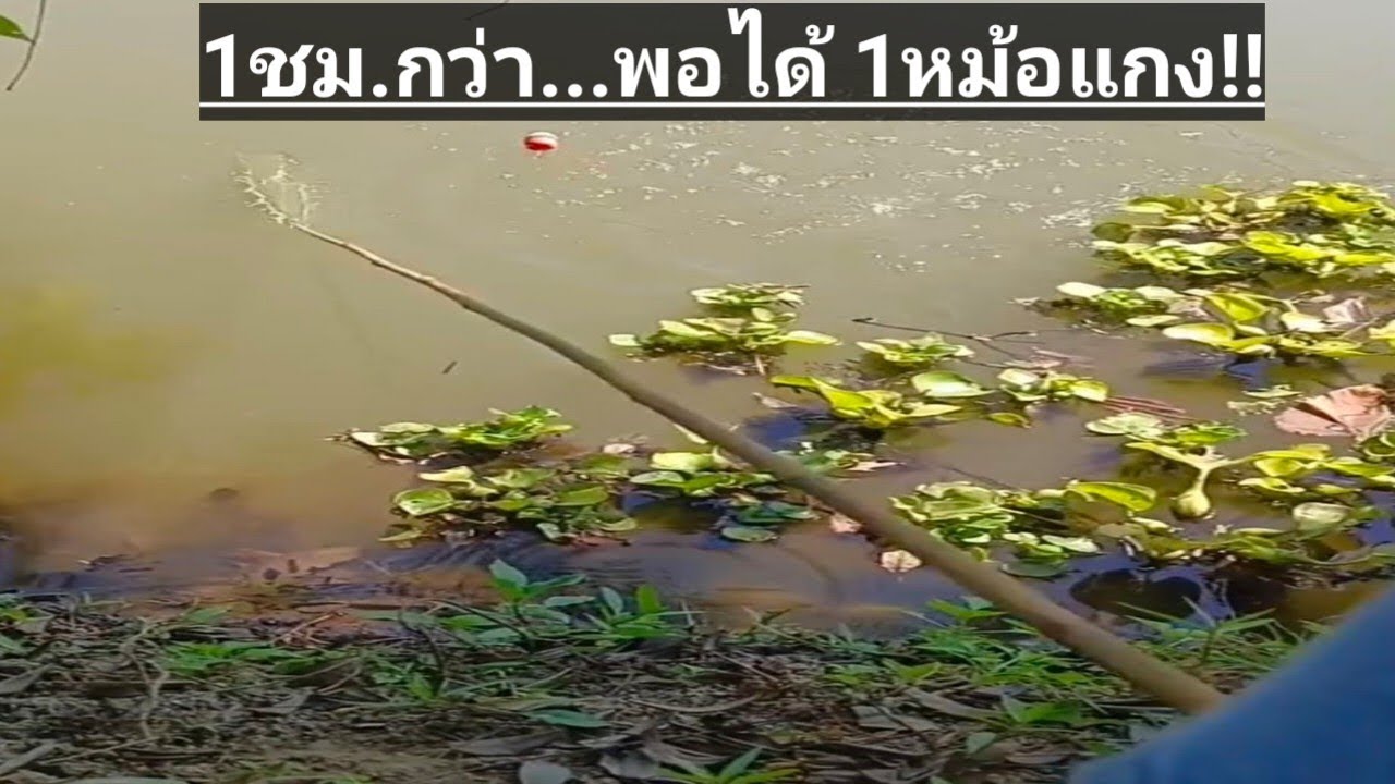 ตกปลากด ด้วยคันไม้ไผ่..วันนี้ 1ชม.พอได้ 1หม้อแกง...(คลิปเต็ม)😚🐟..#หมานของใหญ่