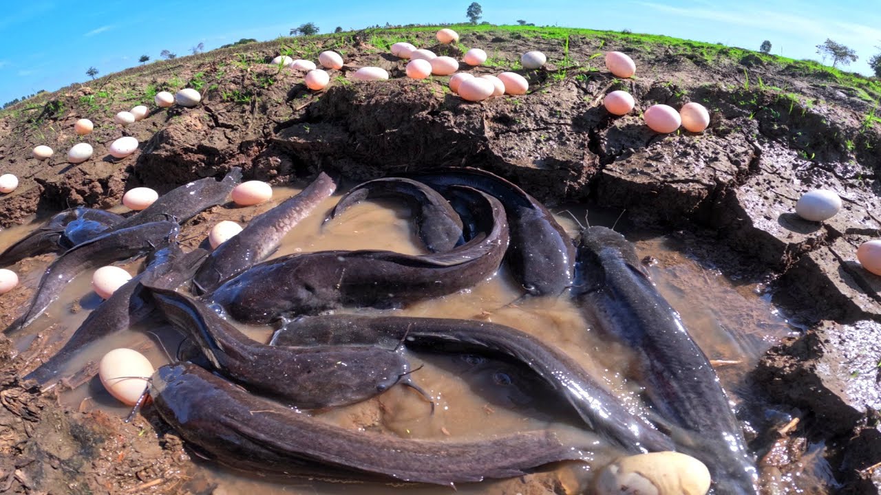 fishing skills, catch a lot of fish in water and pick duck eggs under the grass near village
