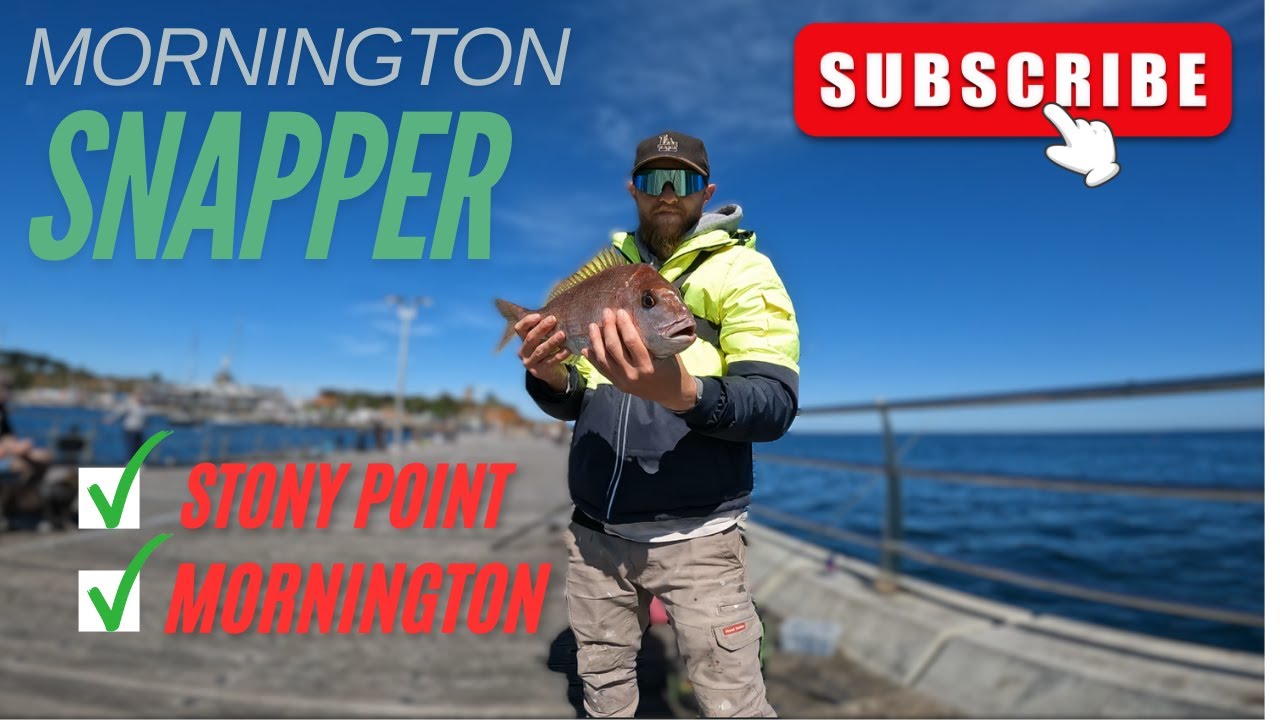 Second snapper for the season of mornington pier