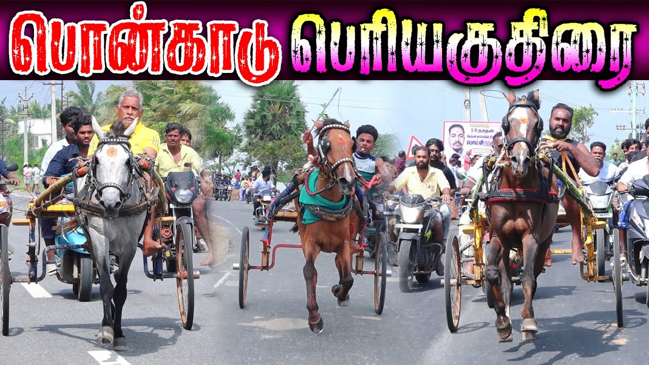பொன்னாங்கண்ணிக்காடு பெரியகுதிரை (07.02.2026) பந்தயம் #perai_raj_digital #reklarace2026