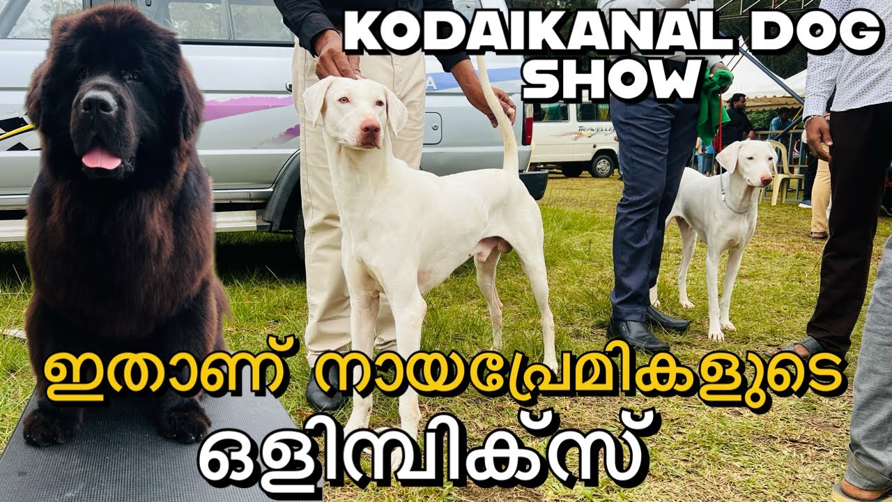 ഇതുവരെ ഇങ്ങനൊരു DOG SHOW നിങ്ങൾ കണ്ടിട്ടില്ലേ?400ൽ പരം നായകളെത്തിയ ആവേശം നിറഞ്ഞ കൊടൈക്കനാൽ DOG SHOW