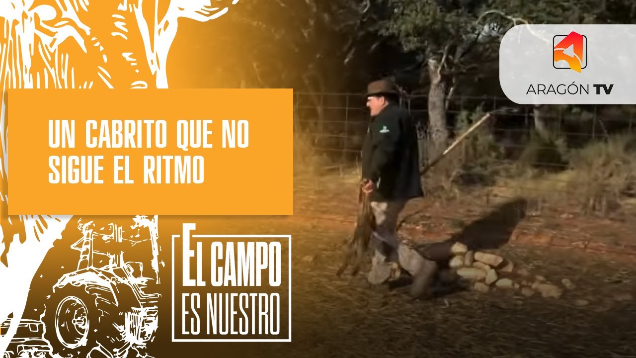 Toño recoge a un cabrito recién nacido que no puede seguir al rebaño