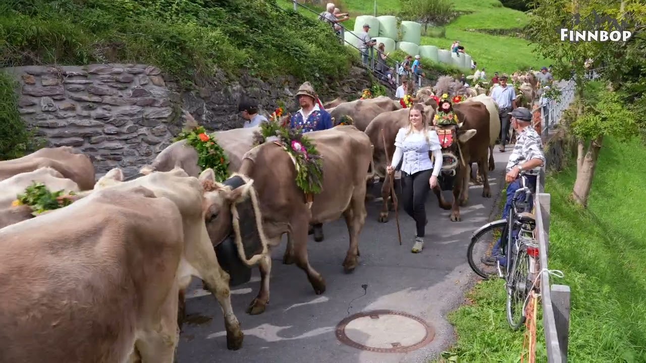 Alp Mädems 2025 Alpabfahrten Mels