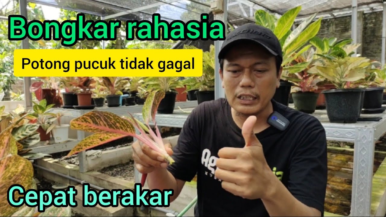 Bongkar rahasia potong pucuk tidak gagal#semiaglao #aglaonema #aglonema #mediatanam