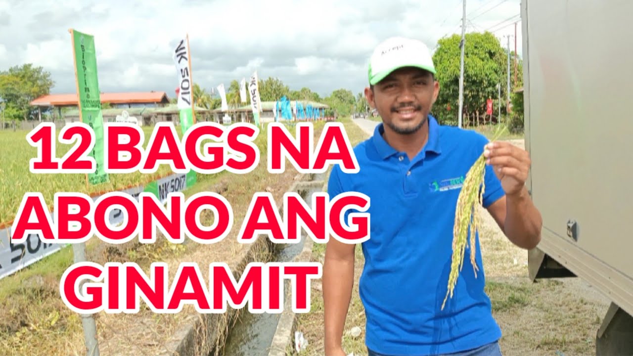 Hybrid Rice| Longping 2096 534 | NK5017 S6003 | Pioneer PHB85 | Tamang Pag Aaply Ng Fertilizer