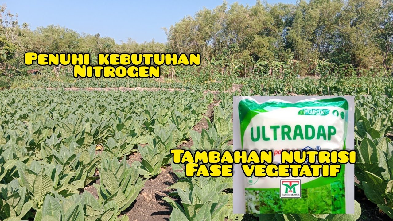 tambahan nutrisi pada fase vegetatif