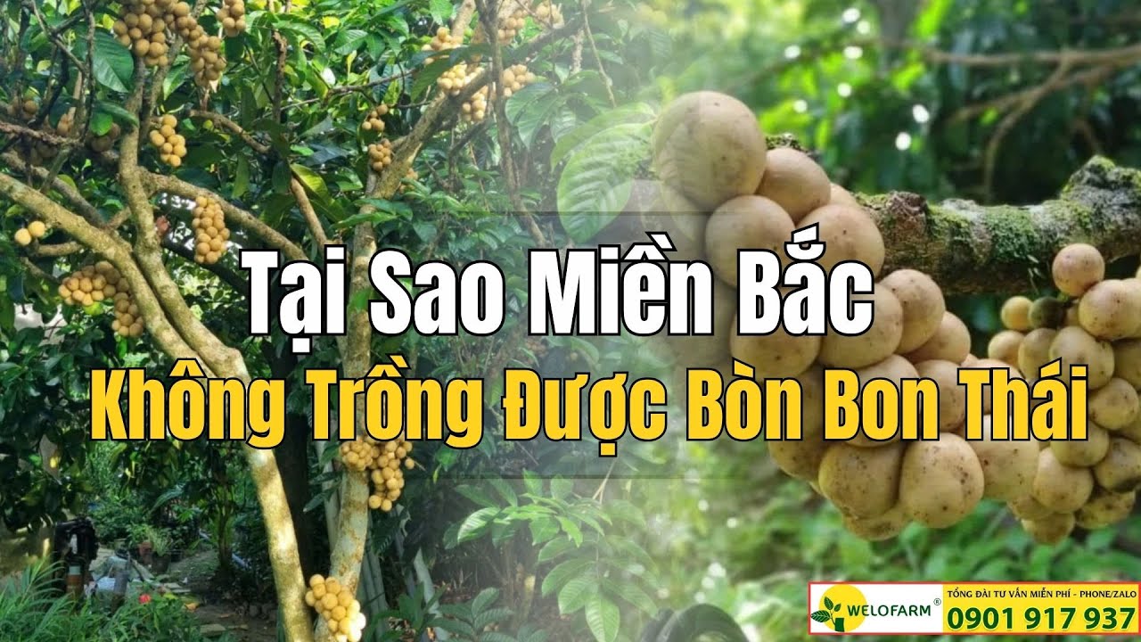Vì Sao Bòn Bon Thái Không Trồng Được Ở MIỀN BẮC