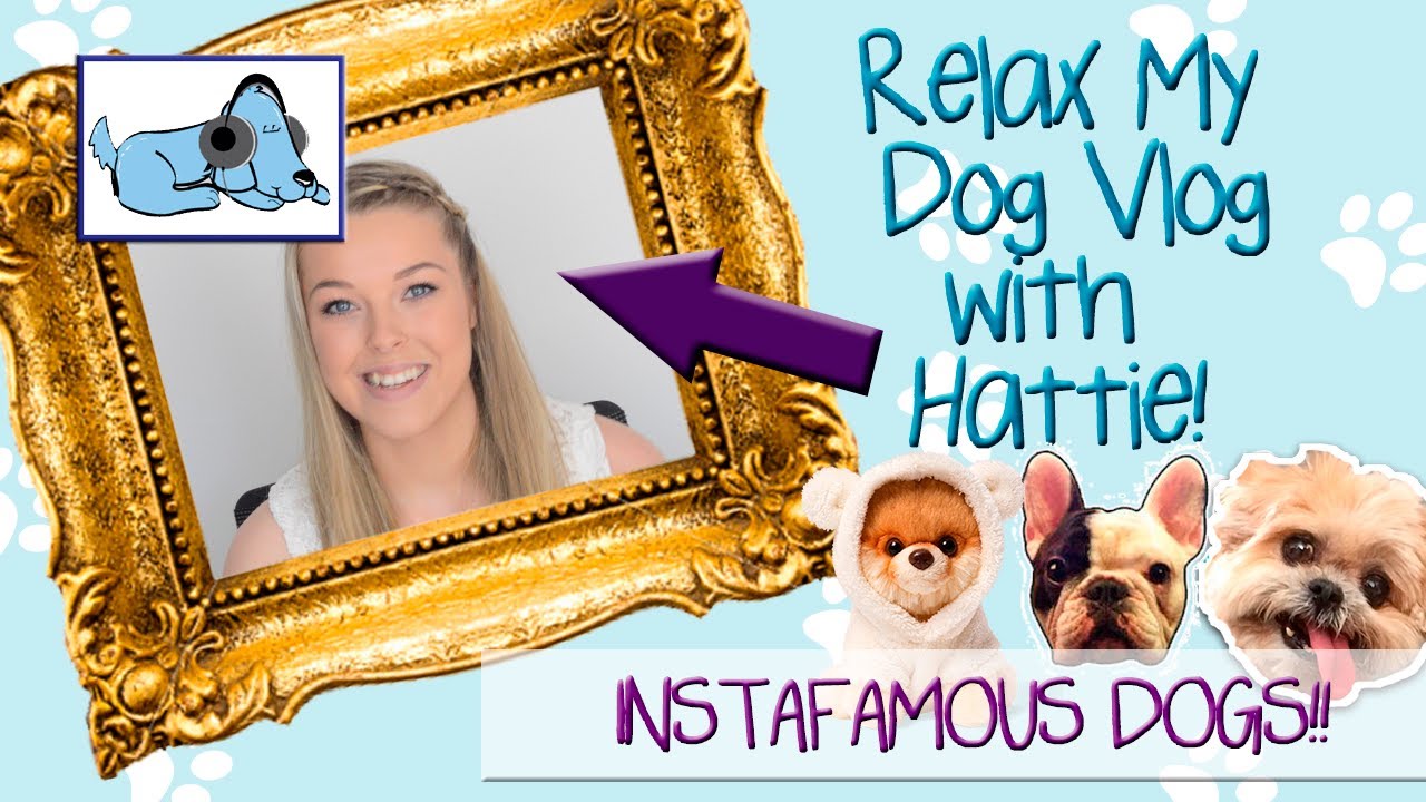 INSTAFAMOUS Dogs! Meet the coolest dogs on Instagram!