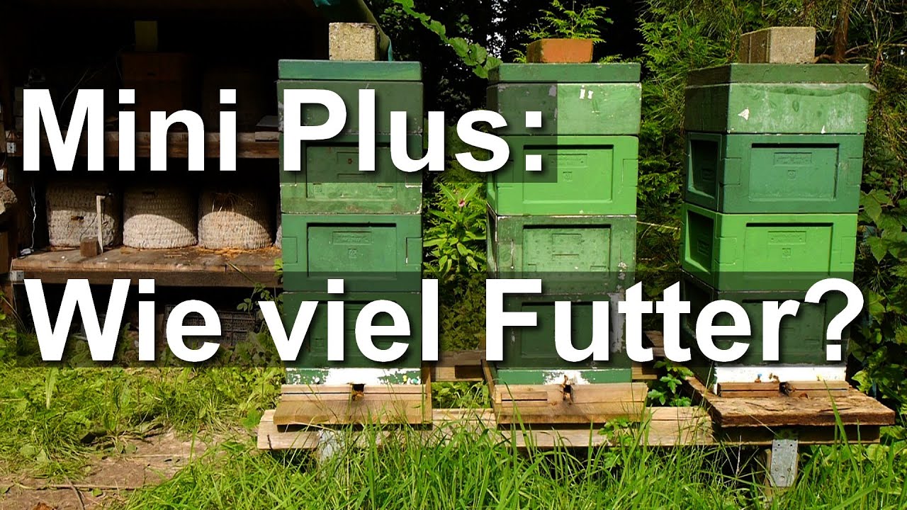 Bienen: Wieviel Futter erhalten Mini Plus V&ouml;lker? Wiegen und F&uuml;ttern der Ligustica und Dunklen Biene