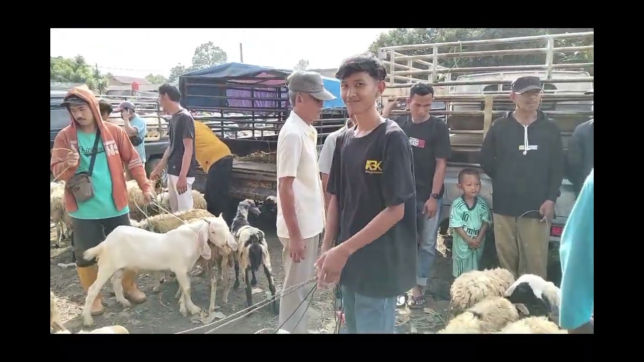 Update Harga Kambing Dan Domba Pasar Hewan Jonggol Kabupaten Bogor, Senin 02 Maret 2026