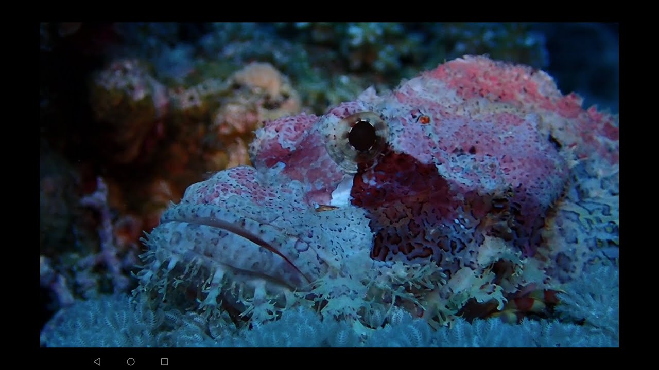 400 Dives - Nataliia, Elba Reef, Egypt, Liveaboard MV Aggressor V, 2026