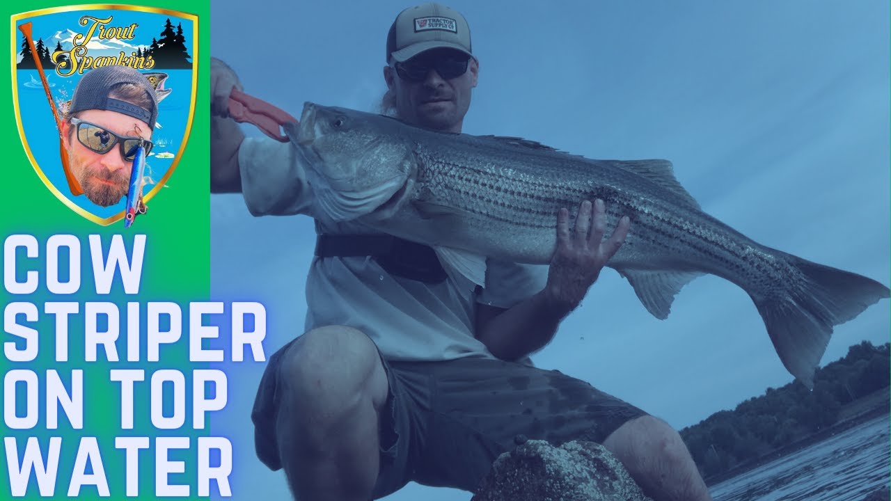 BIG top water Striped Bass at the CAPE COD CANAL Feat. Scott (Larson Lures)