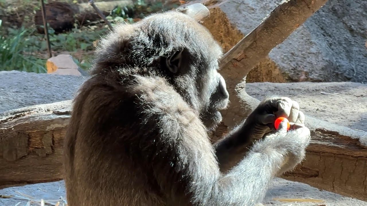 gorilla トマトを食べるスモモ【2025年‎12月3日】【上野動物園】ゴリラ💗