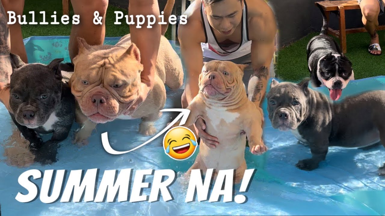 7 BULLIES & PUPPIES SWIMMING TIME! XL, American Bully, Exotic Bully & Puppies • Sam Walastik