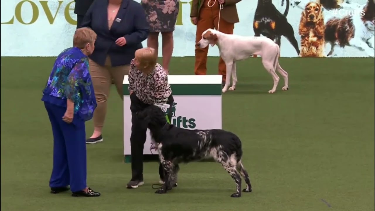 Large Munsterlander - Crufts 2024 - Best of Breed Winner (shortlisted in the gundog group)