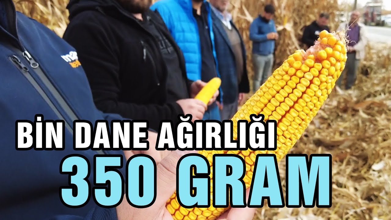 Bin Dane Ağırlığı 350 GRAM - Tarım Aktüel