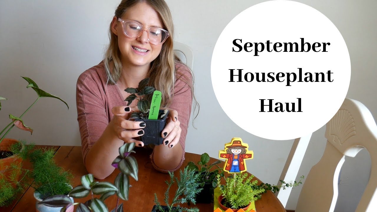 Houseplant Haul | September 2019