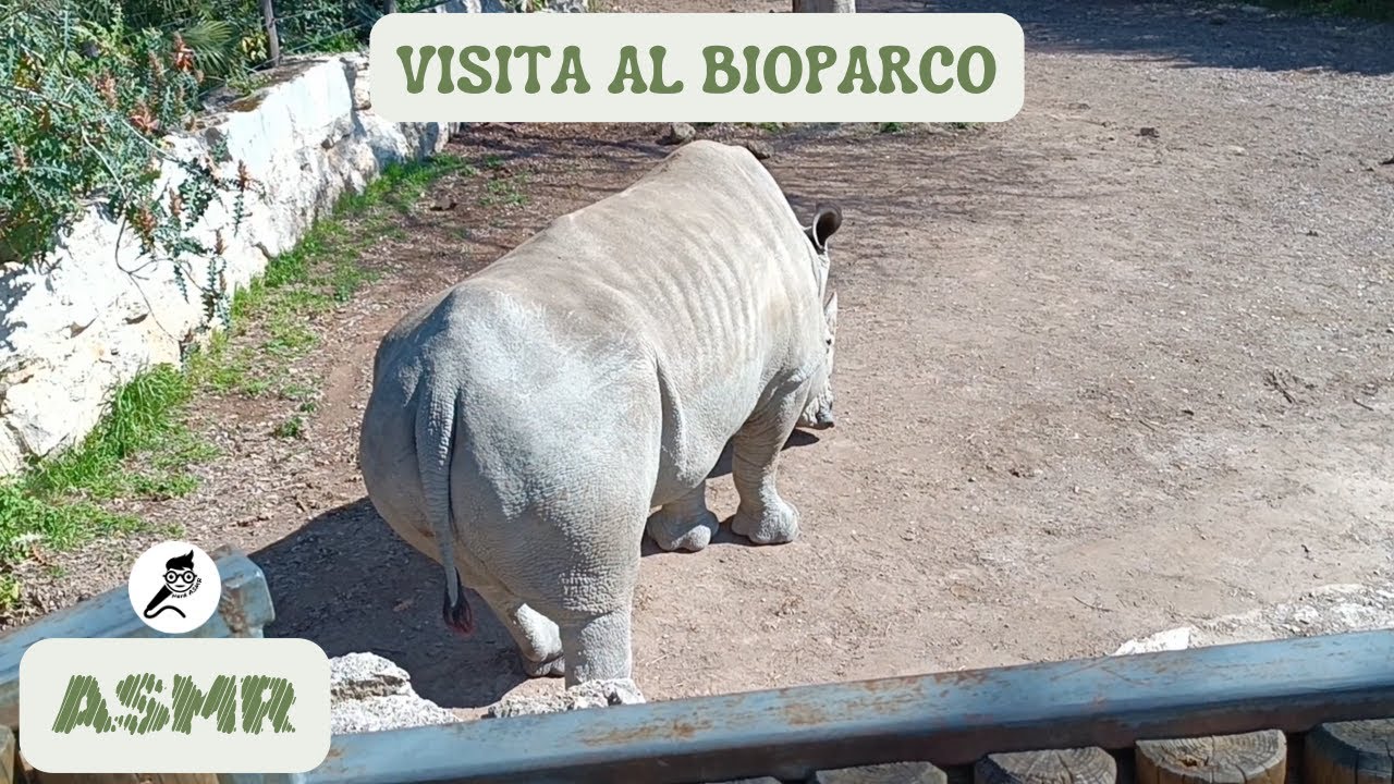 ASMR ITA - Visitiamo il Bioparco di Roma 🦒🦏