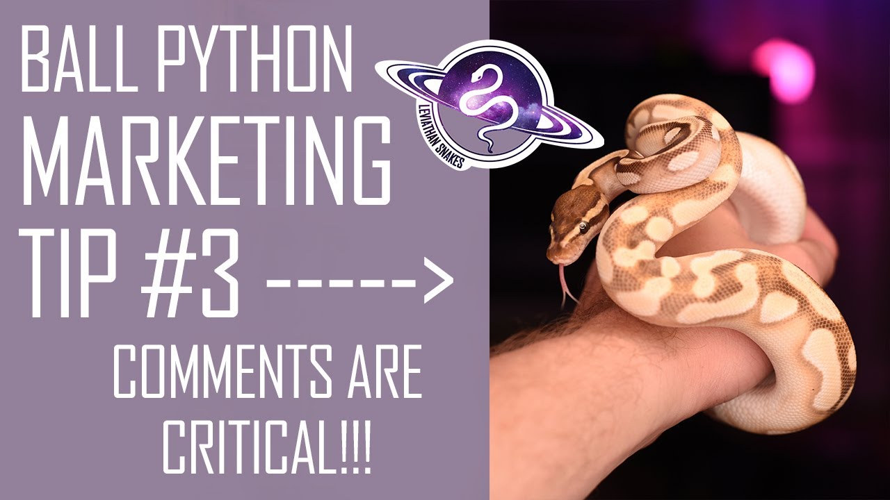 BALL PYTHON Marketing Tip #3 | COMMENTS are Critical for Social Media Growth