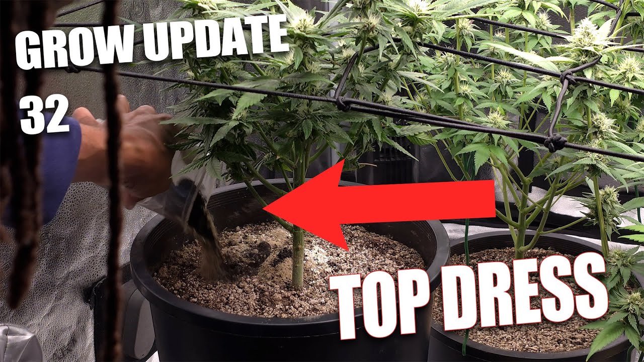 Grow Update 32 - Week 4 of Flower Top Dress