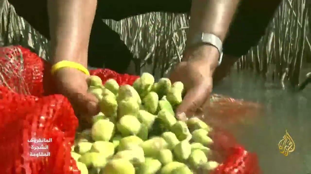 لمواجهة التغيرات المناخية.. زراعة شجرة المانغروف في مصر