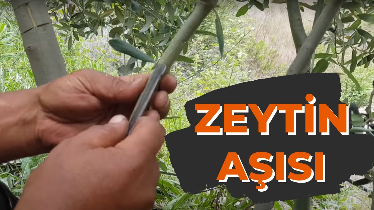ZEYTİN AŞISI Nasıl Ne Zaman Yapılır Aşı Taktikleri  |  Grafting #tropikaltoprakalanya