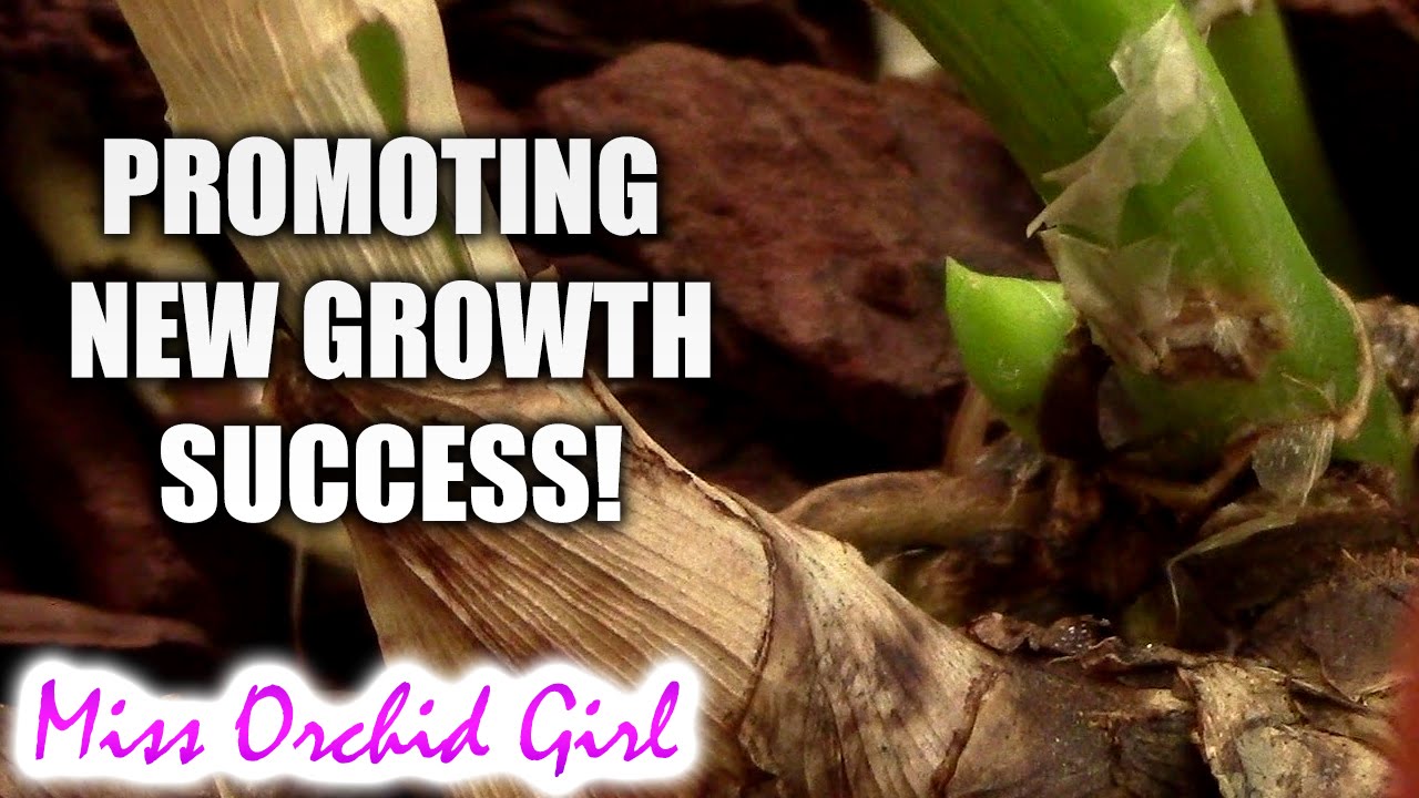 Promoting new growth on orchids experiment - success!