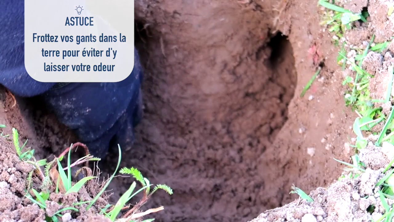 Tutoriel taupe : Comment poser un piège Putange