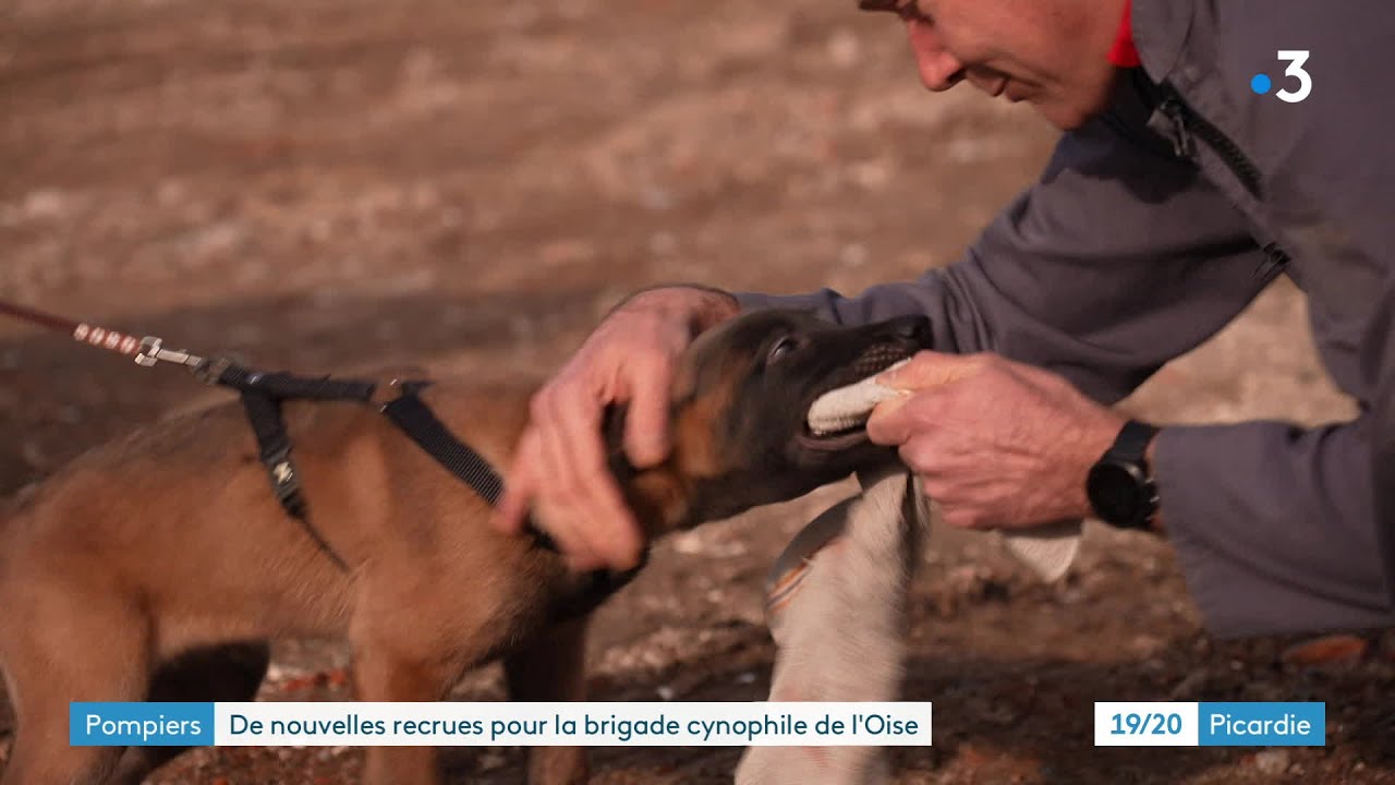 L'entraînement par le jeu des chiens de la brigade cynophile des sapeurs-pompiers de l'Oise
