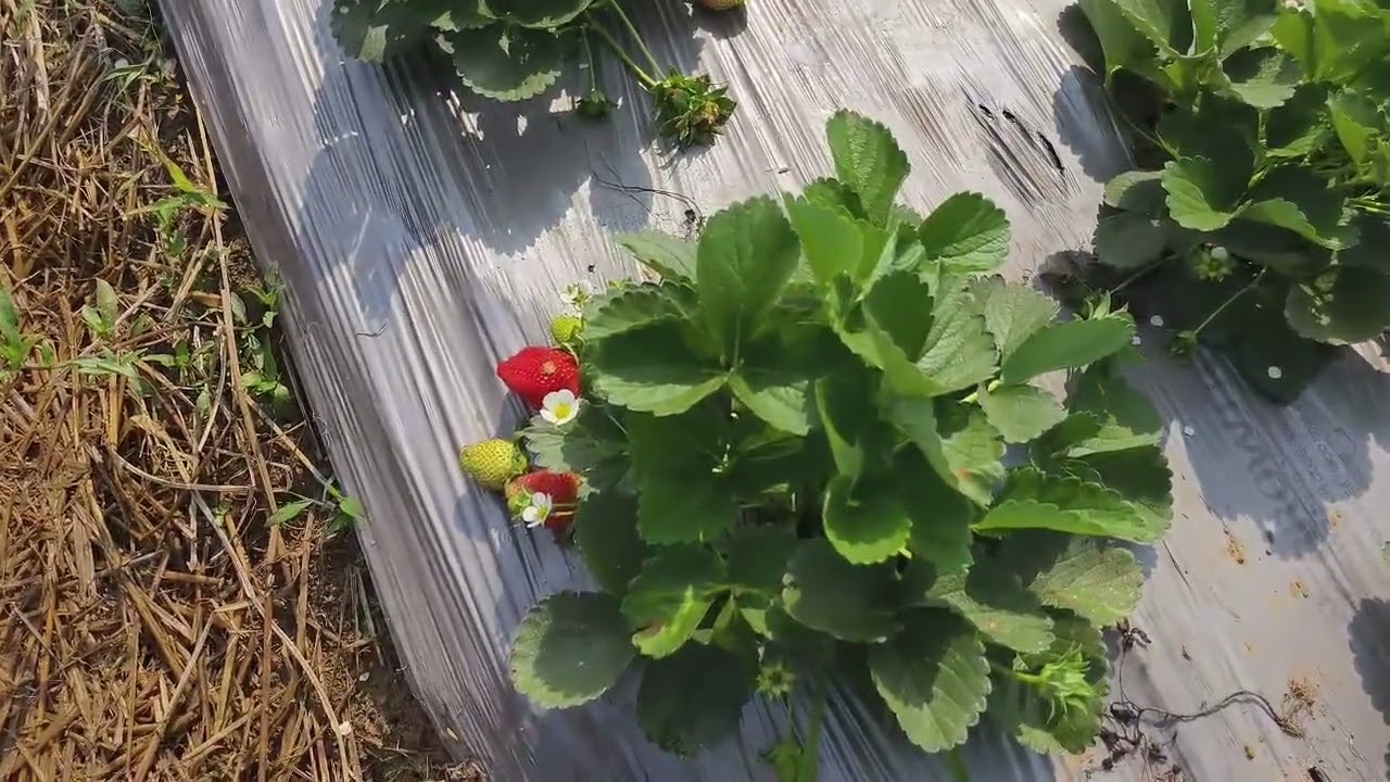 Strawberry Cultivation #strawberry#horticulture #strawberrycultivation#strawberries #100millionviews