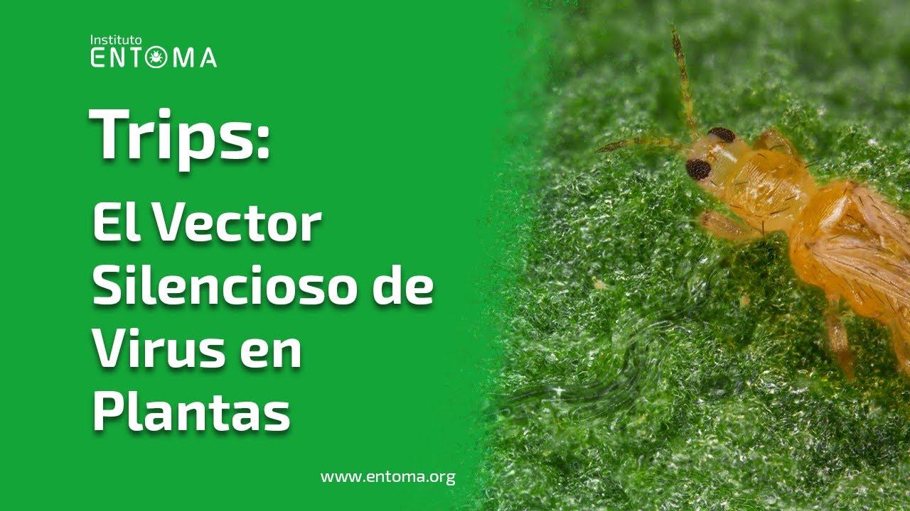👨🏻‍🏫 Conoce como manejar los TRIPS plaga en cultivos