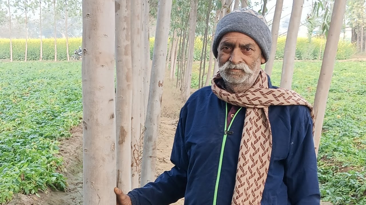 Safeda ki kheti eucalyptus plantation सफेदा की खेती के फायदे पी23 टॉप वैरायटी 