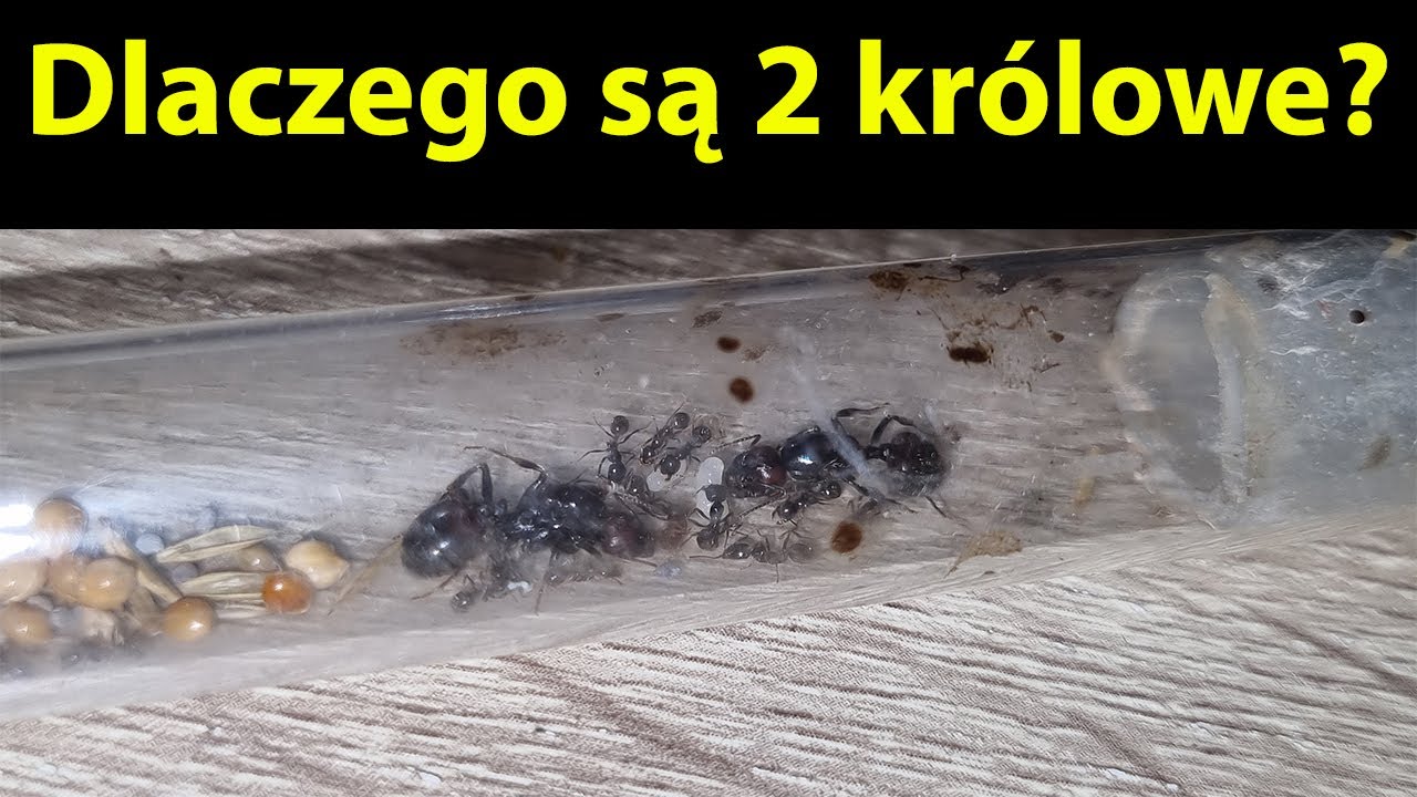 [Mr&oacute;wki] Dlaczego Messor barbarus mogą mieć więcej kr&oacute;lowych mimo tego że sągatunkiem Monogamiacznym