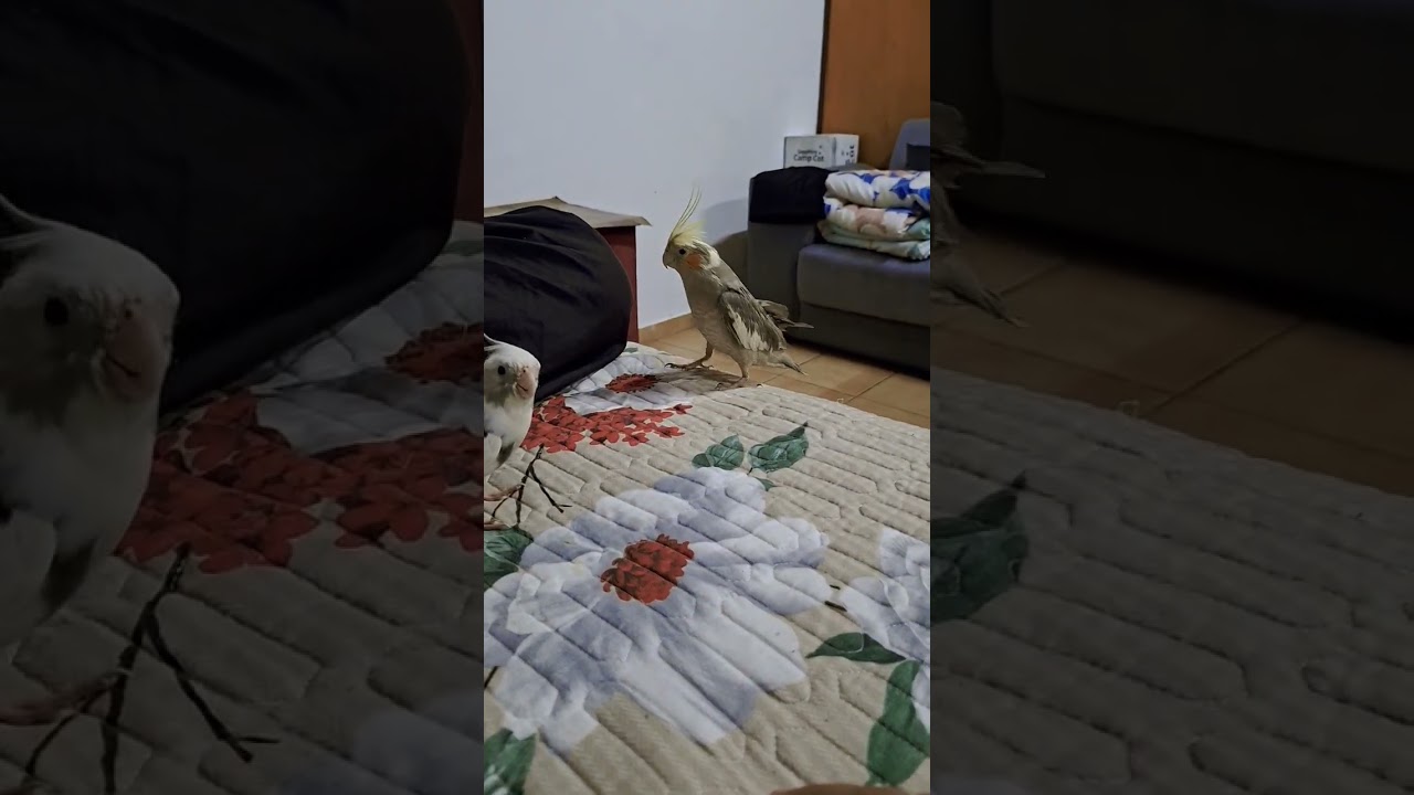 husband wife fighting 💪  wife won 🏆 🤣🤣🤣🤣🤣🤣🤣