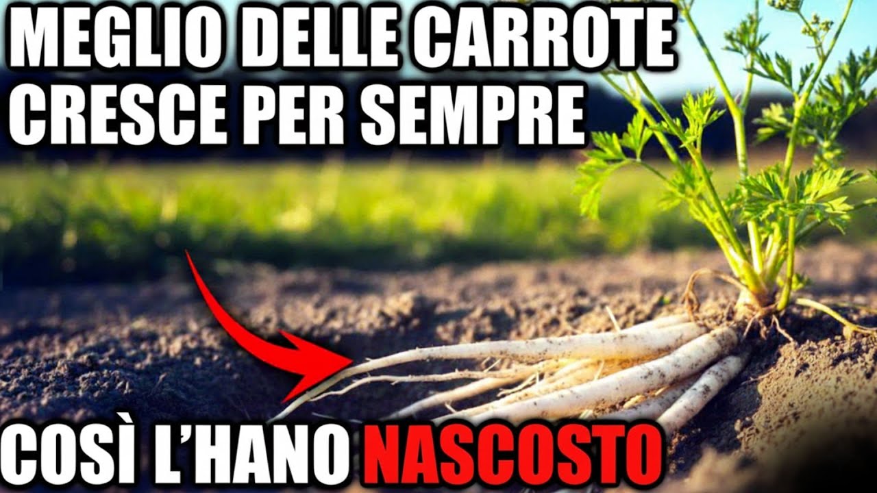 Meglio delle carote. Piantala una volta, raccogli per sempre. Per questo l’hanno seppellita.