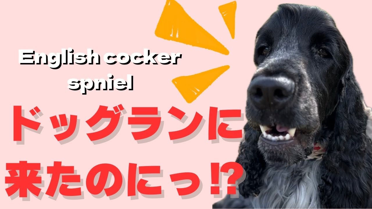 #71 ドッグランに来たはずなのに何故？#イングリッシュコッカースパニエル#englishcockerspaniel#トイプードル