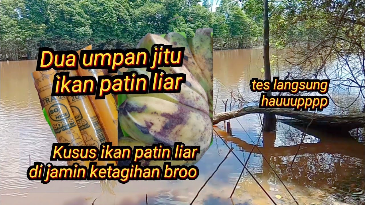 umpan jitu ikan patin liar dua umpan sangat ampuh tes langsung di tempat