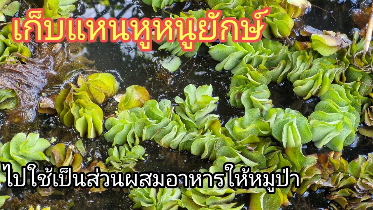 วิธีใช้แหนหูหนูยักษ์ให้เป็นอาหารหมูป่า