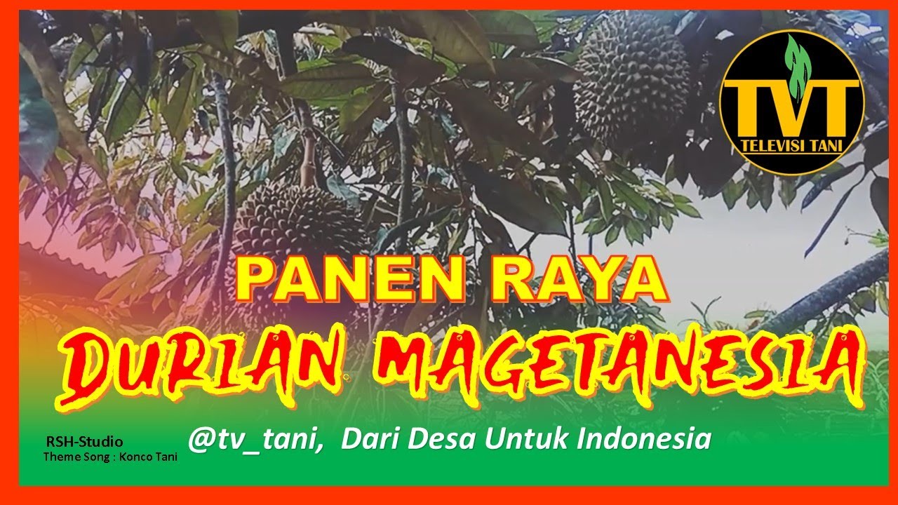 Durian Magetanesia Yang Manis   #tvtani  #pertanian #rajabuah