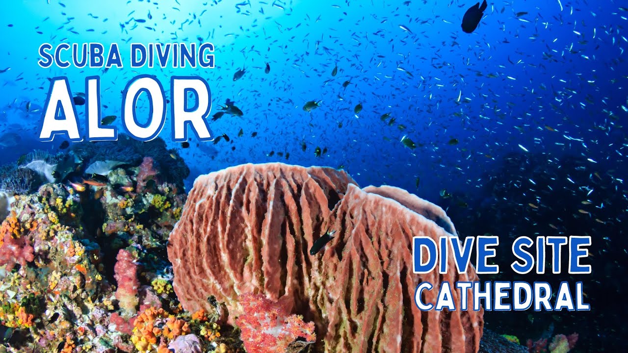 Dive Site: Cathedral #alor #scubadiving