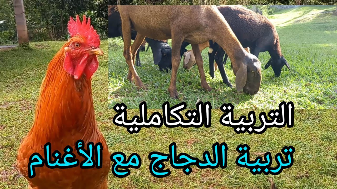 تربية المواشي 🐏🐑 لكي تحمي أغنامك من الحشرات قم بتربية الدجاج معهم