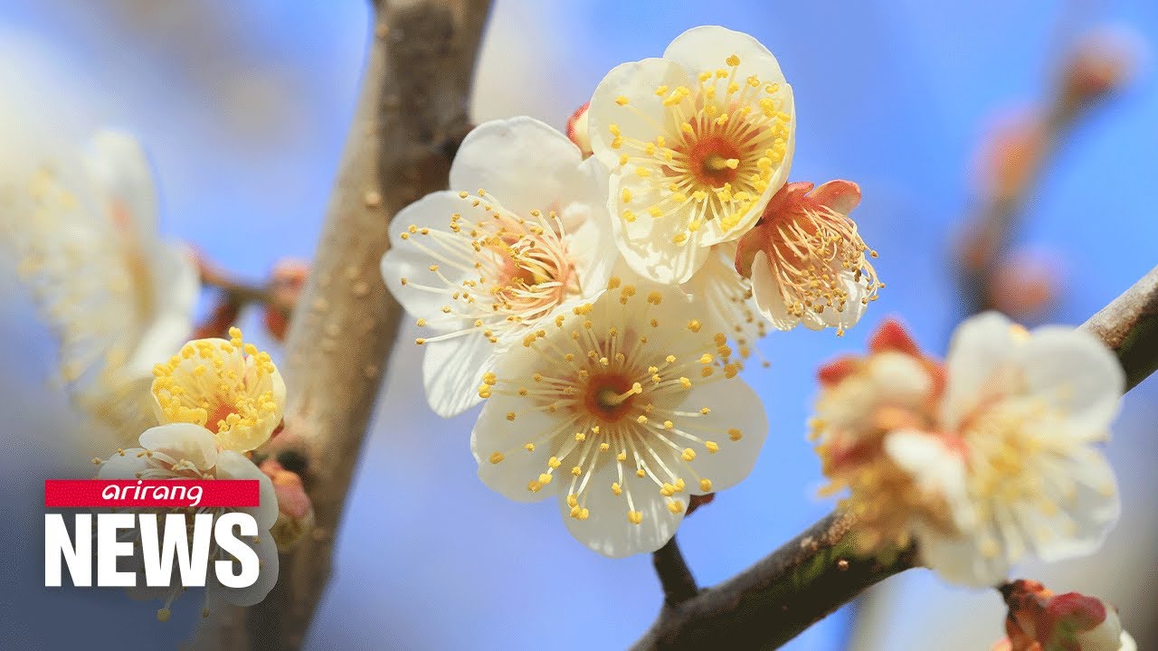 Spring flowers in Korea to bloom 3~5 days earlier than usual