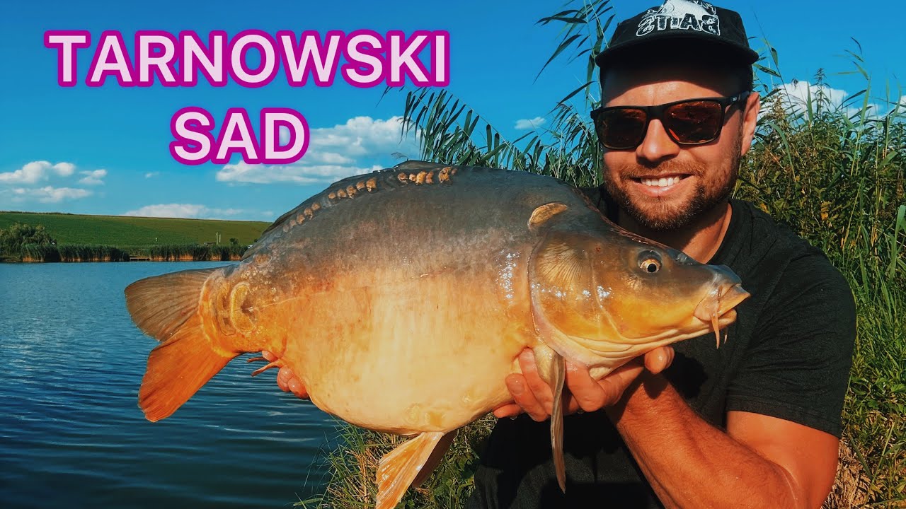 ➡️Tarnowski Sad⬅️ Tak Się Łowi Kaprie🆘 Fantazy Baits 