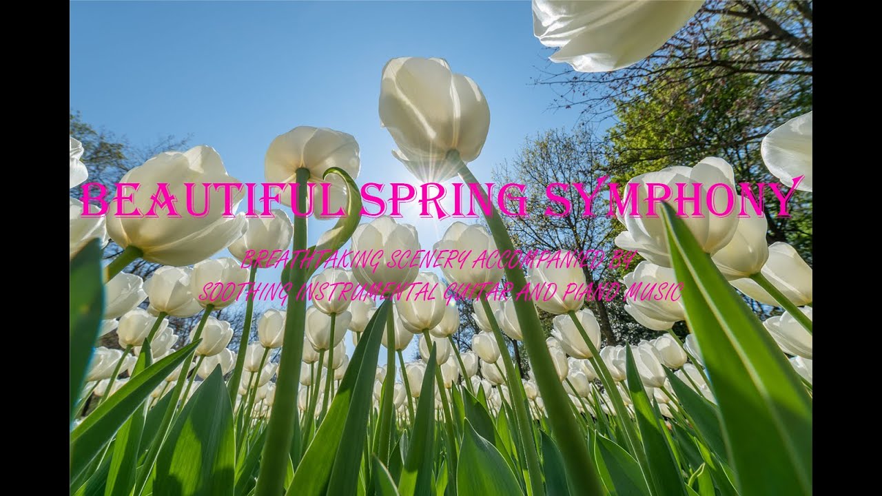 🌸 Welcome to a Serene Spring Symphony 🌼